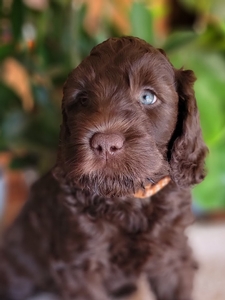 Brown collar male